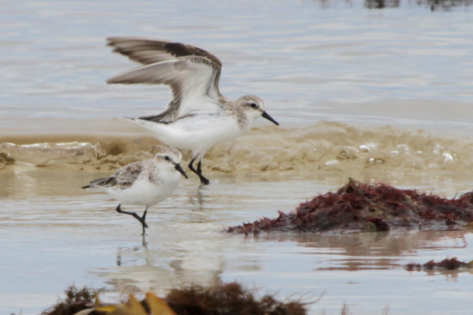 Red-necked Stint (Calidris ruficollis)